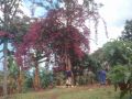2012 Mount Elgon Rosetree
