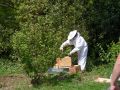 2010 Bees SAM 1119