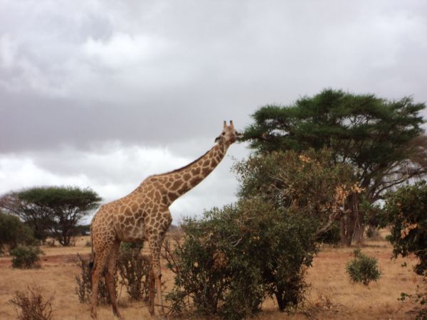 2015 Stephen in Kenya with Maggie DSC00713